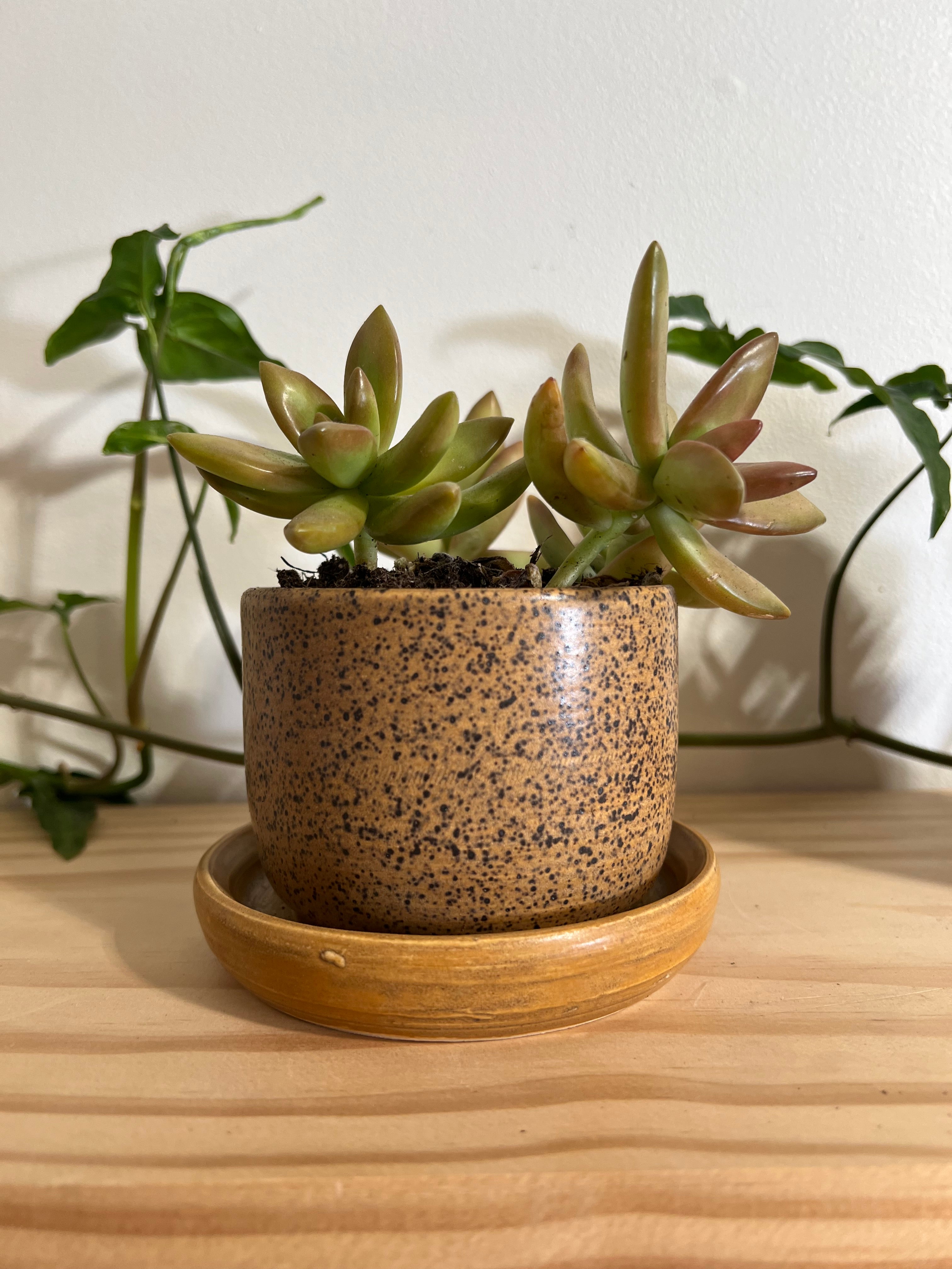 Golden Amber Planter