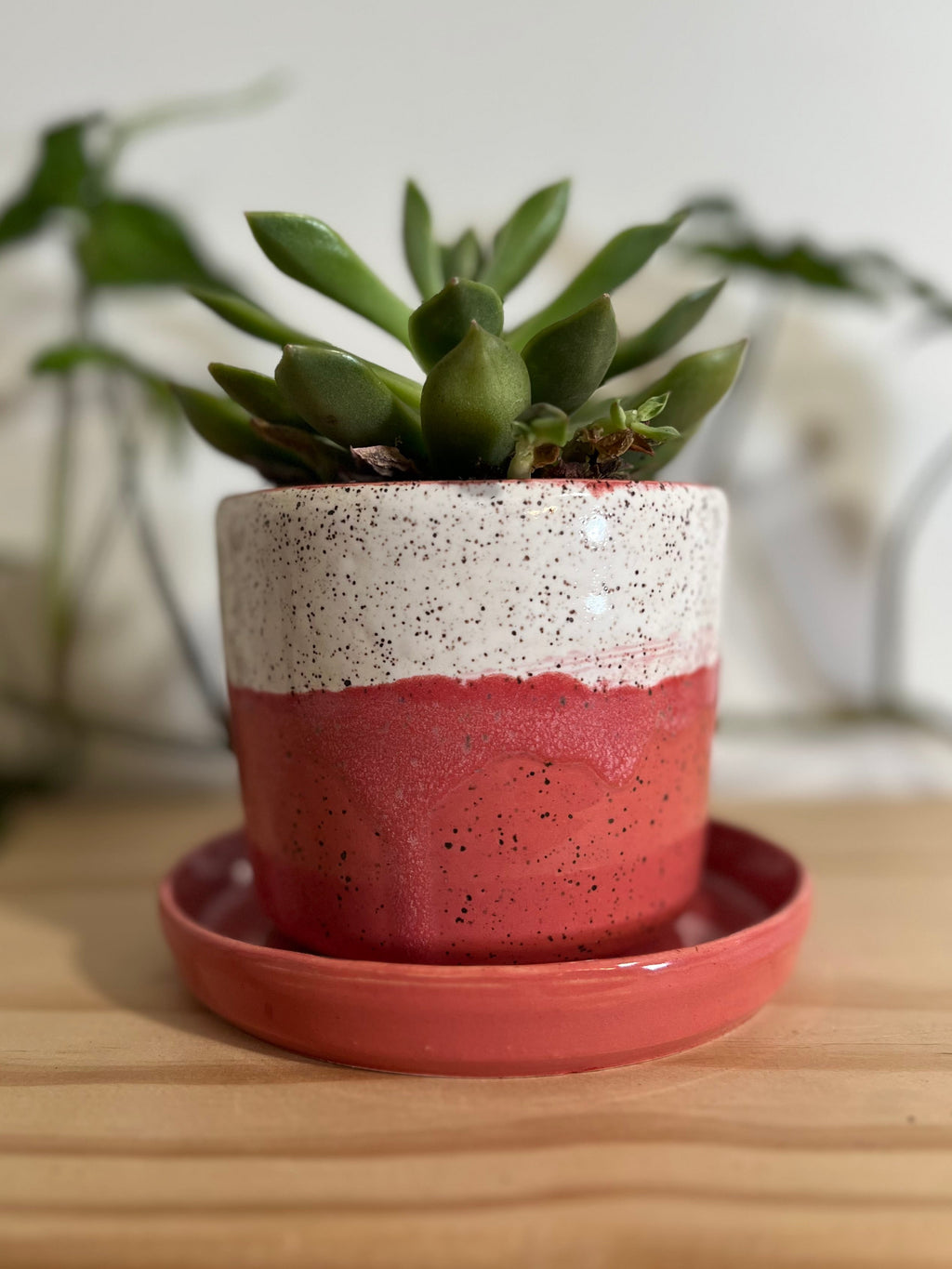 Raspberry Red and White Planter